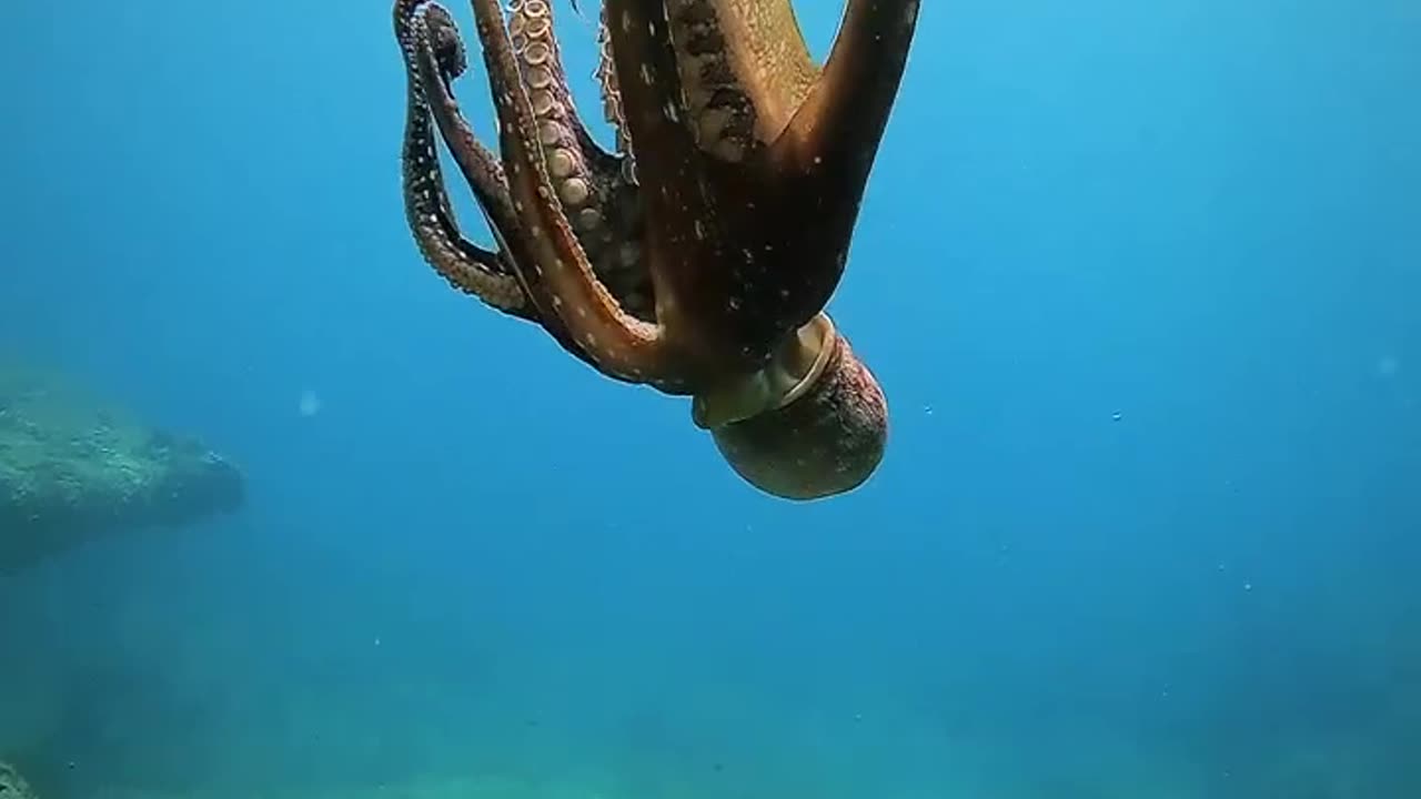THE DANCE OF THE OCTOPUS