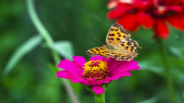 Cute Butterfly