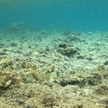 Shallow Splendors: Snorkeling Discoveries Close to Shore!