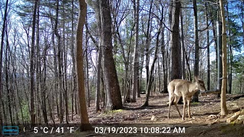 The Woods – 03/19/2023