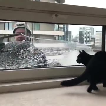 I wonder who is having more fun.. The cat or the window cleaner??