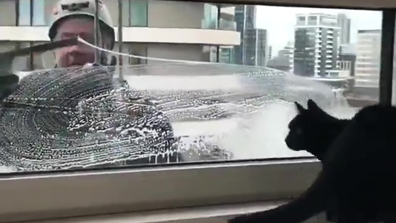 I wonder who is having more fun.. The cat or the window cleaner??