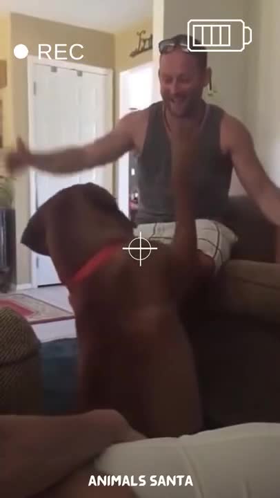 Funny cat compilation