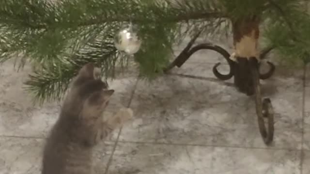 Kitten and Christmas tree