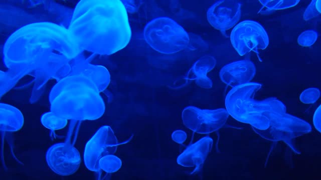 The strangest jellyfish