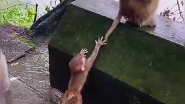 Funny Animal Videos of the year. Funniest animal ever.