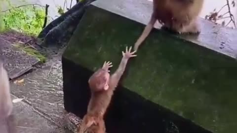Funny Animal Videos of the year. Funniest animal ever.