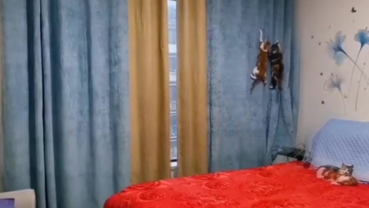 CATS FUNNY VIDEO 🤣🤣🤣