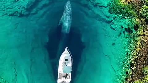 a whale swimming in a clear lake