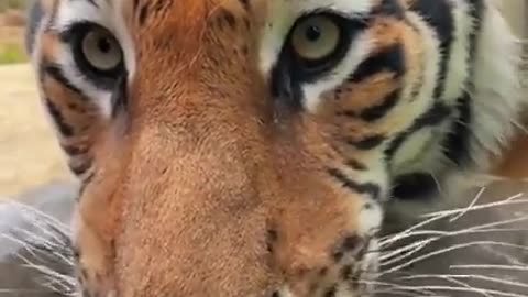 Big Kitty