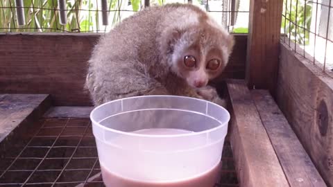 Cute Animals: Indonesian Slow Loris aka Kukang and Cat