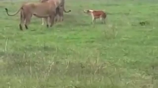 Dog vs lions in Kenya 2020 - Dog fighting - a dog attack on a lion