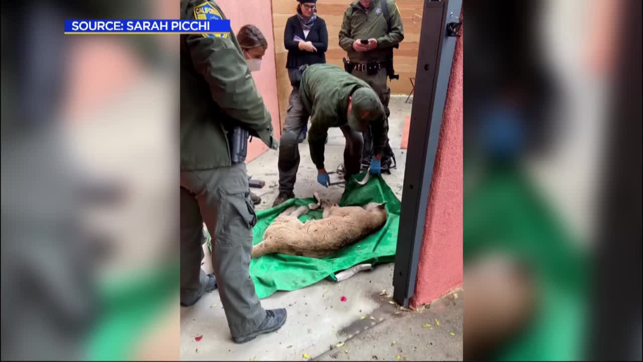 Wildlife officials capture P-22 in Los Feliz backyard