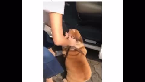 Dog's ass prevents her from jumping in the car