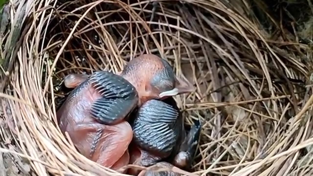 The Beauty of a Bird Nest