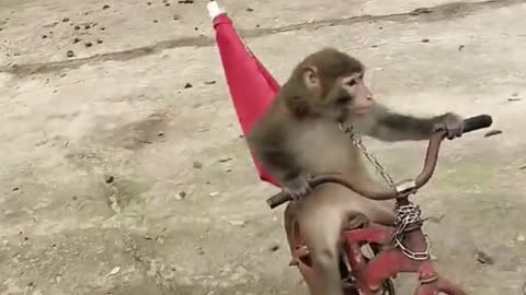 Cute monkey 🐒🐒🐒