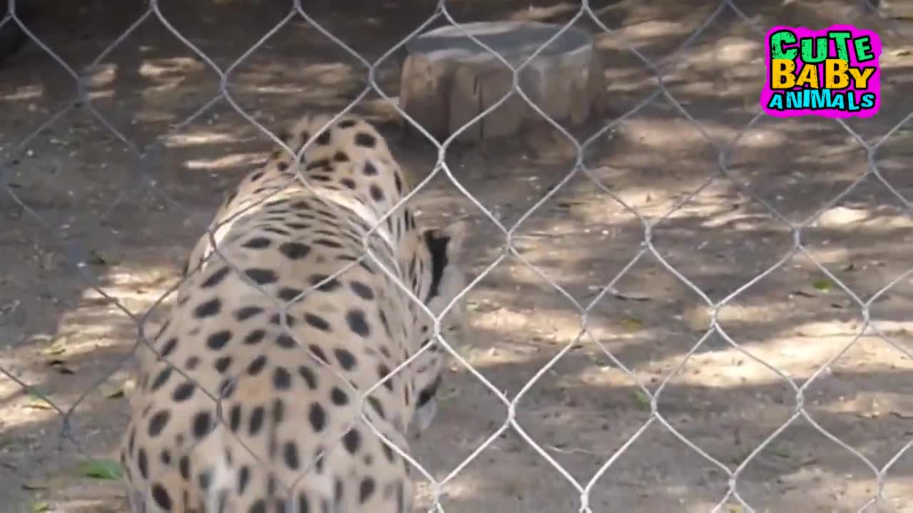 Cheetah Meowing are Super Cute - Cheetah Meow Sound