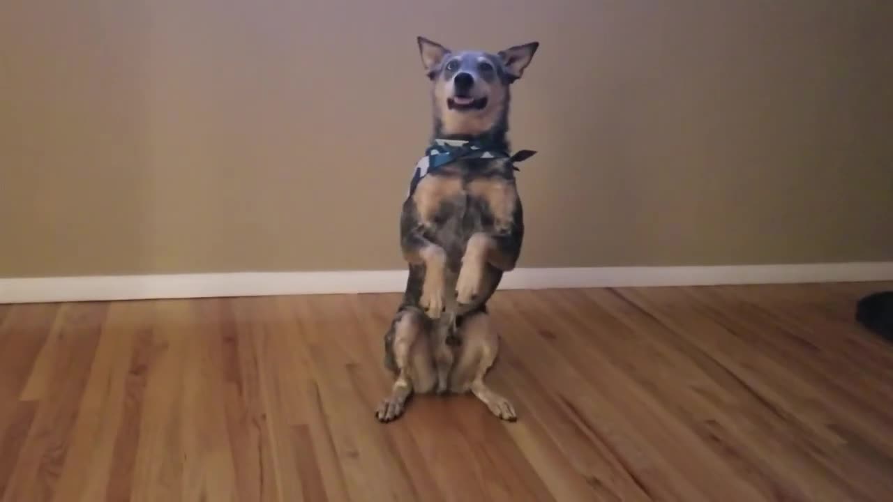 Australian Cattle Dog takes part in the 'Git Up' challenge