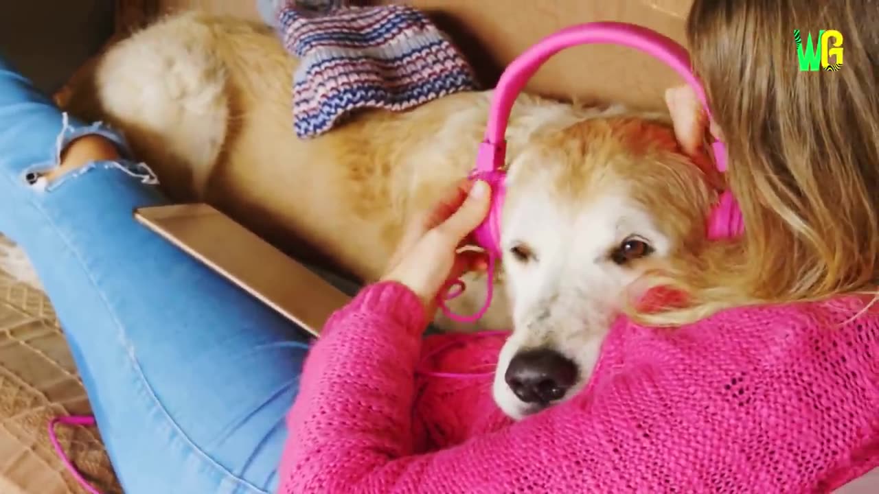 Cutest Dogs in the World