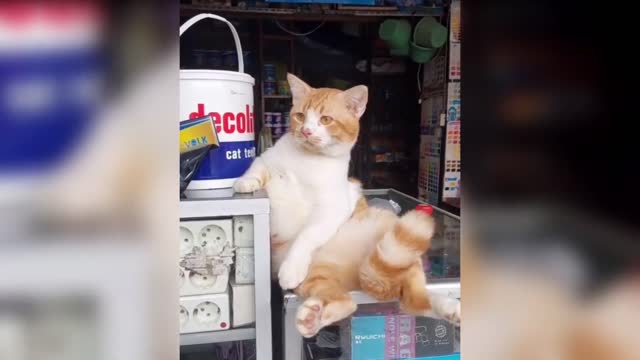 Cute & Funny Cat Videos Compilation