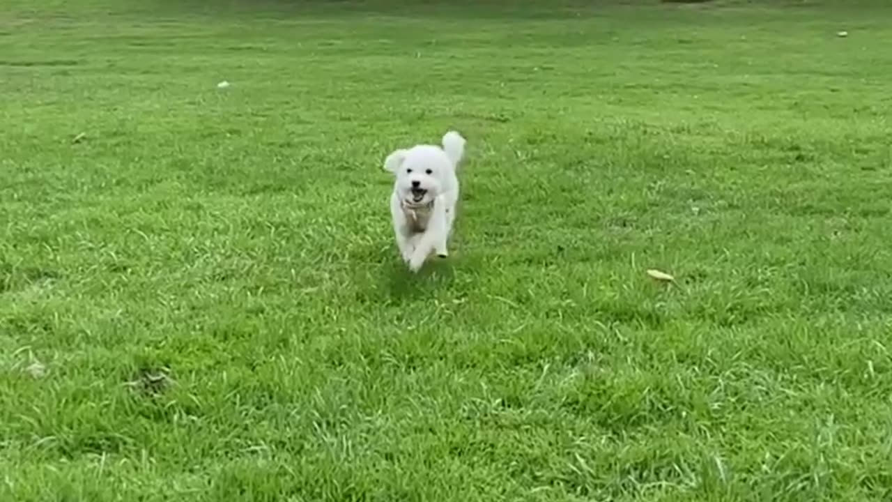 playing at the park #funnydogs