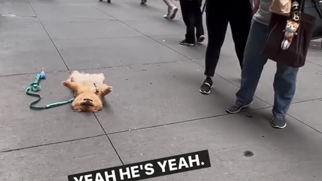 Just another day of frightening passerbys on the nyc sidewalk