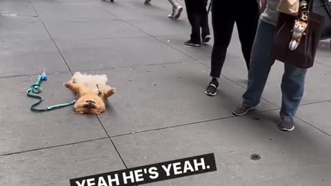 Just another day of frightening passerbys on the nyc sidewalk