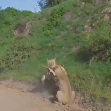 Lions Attack on Deer