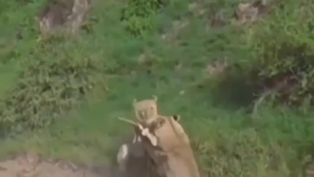 Lions Attack on Deer