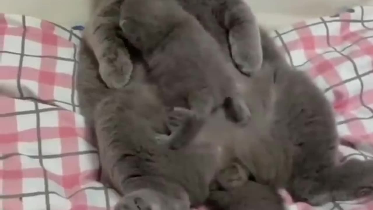 Favorite Friends #30 Funny cats