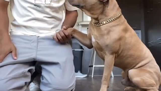 ADORABLE PUPPY WANTS TO PRAY BEFORE EATING HIS FOOD