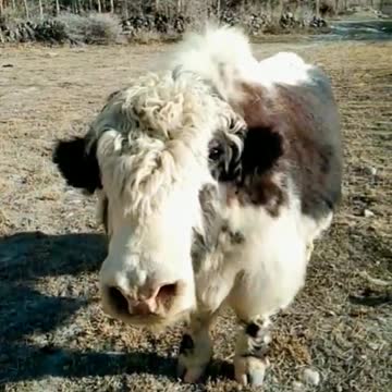 The mountain king Yak, found in the mountains of karakarum and Himalayas