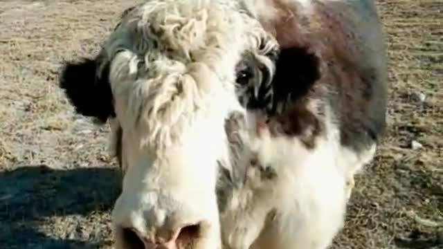 The mountain king Yak, found in the mountains of karakarum and Himalayas