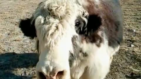The mountain king Yak, found in the mountains of karakarum and Himalayas