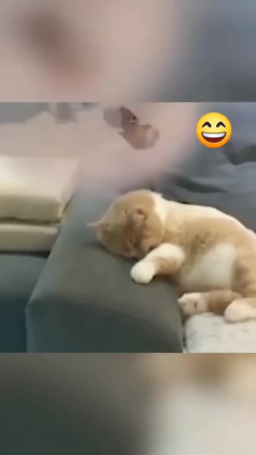 Funniest_Animals_cat & DOGS &, more_Videos_Will_Make_You_Laugh_#26_-_Funny_Animal_Videos2023