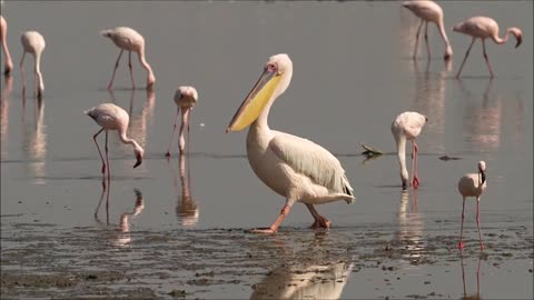 Great white pelican, Lake Nakuru, Kenya Oct 2022