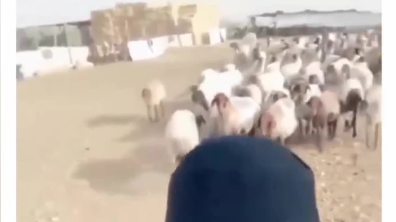 Goats of Arab