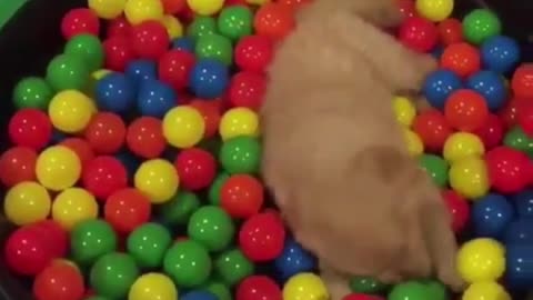 The temptation of a large pot of rainbow balls to dogs