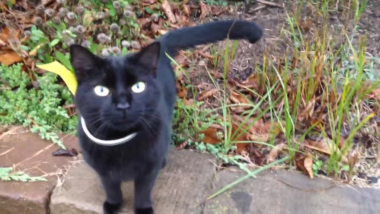 A Very Talkative Friendly Black Cat