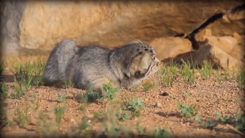 Pallas’s Cat: The Original Grumpy Cat