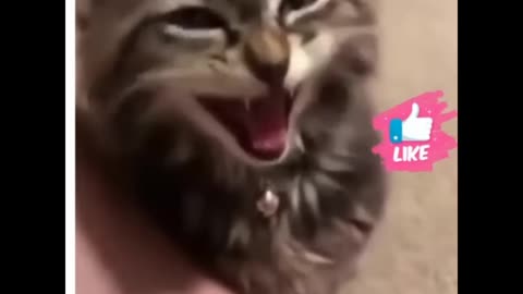Cute and Funny Animal Video😂|| Funniest Viral Puppy Cat clips😹|| #shorts video #funny animals #cats