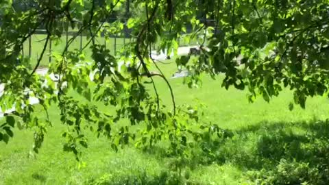 Squirrel tangles way up tree from branch