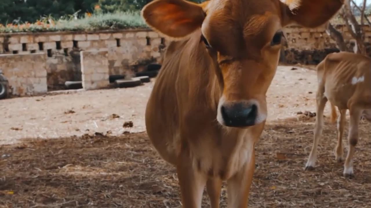 most ❤️ beautiful 😱video #viral #shorts animal