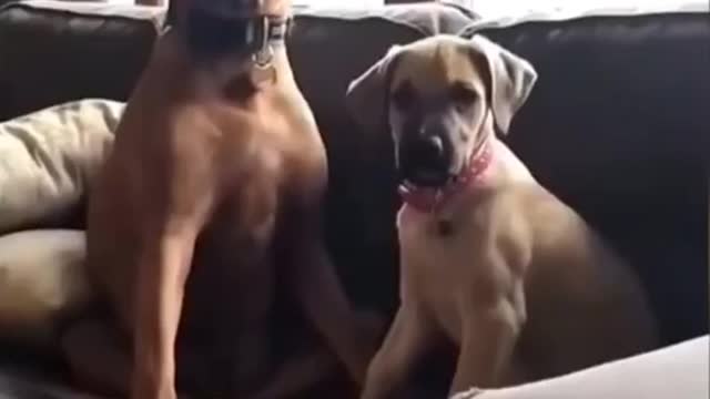 Funniest Animals Video - Funny Dogs And Cats