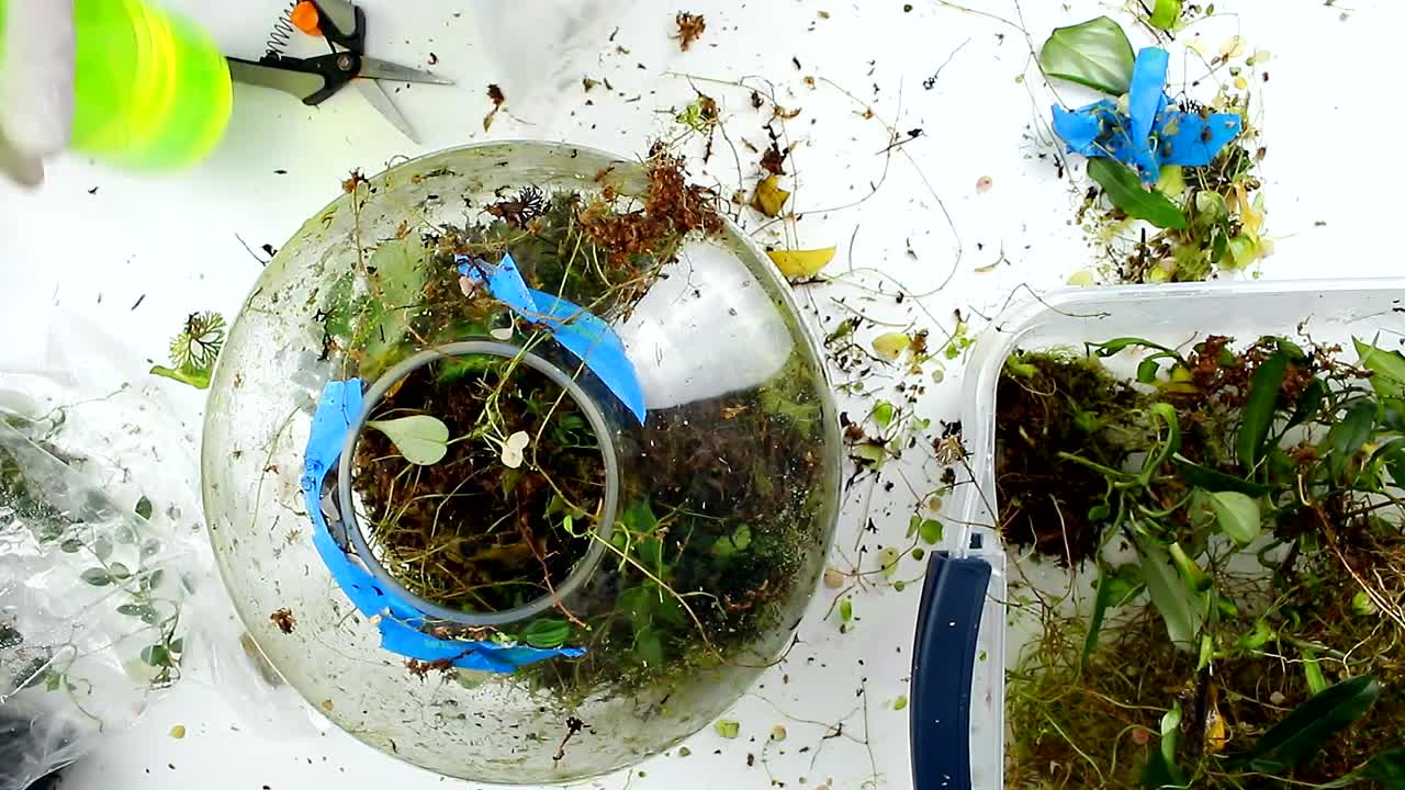 Rare Plant Terrarium Teardown (Crazy Overgrown!) Part 2