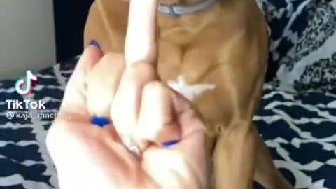 dog video funny 😁