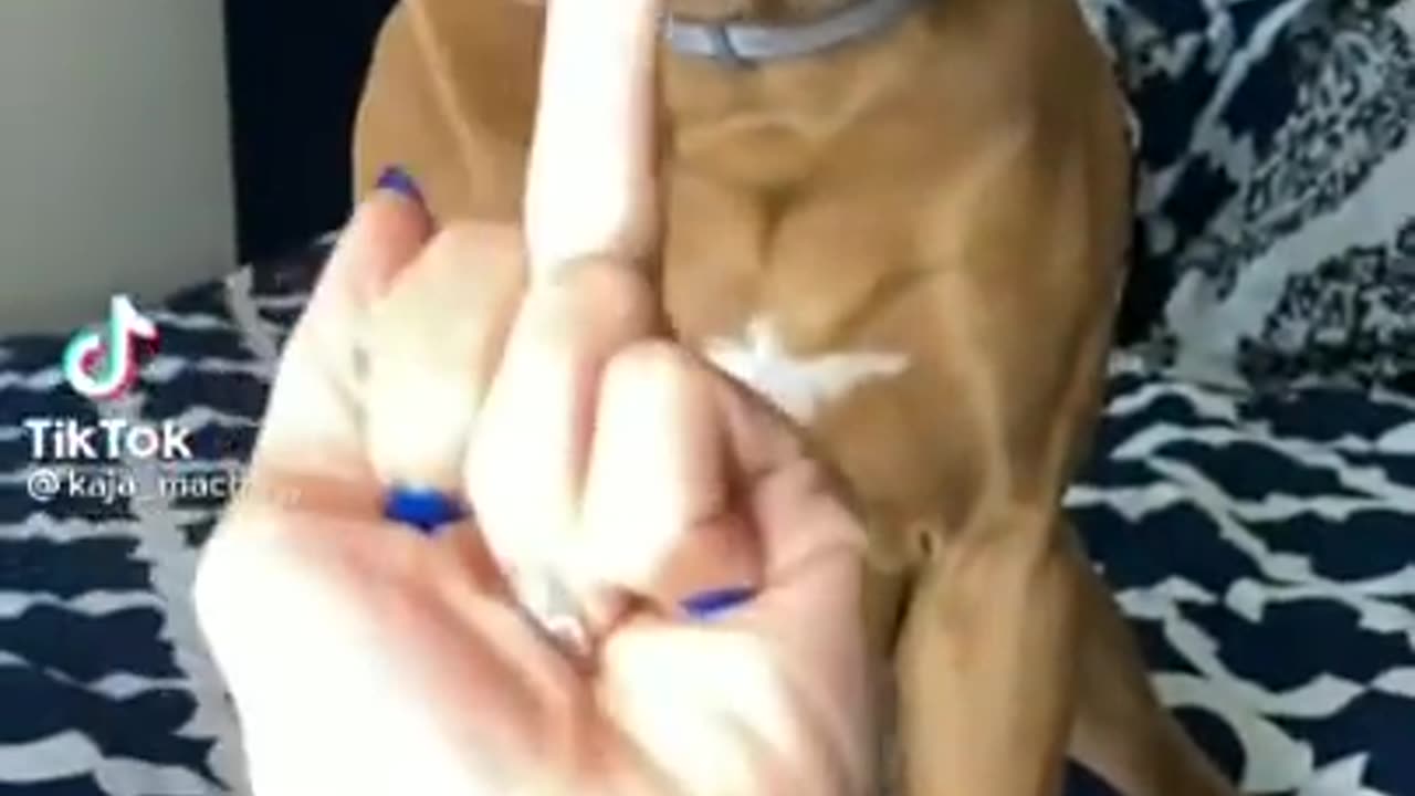 dog video funny 😁