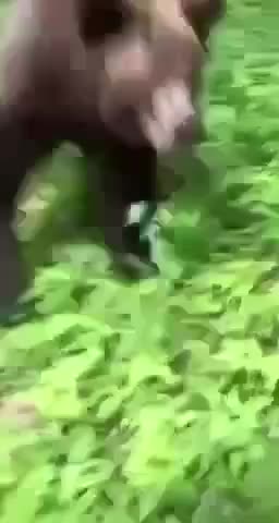 Bear Wants Pizza! #bearlife