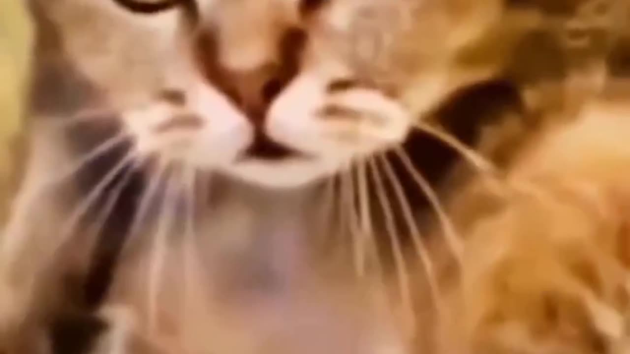 Funny animal videos