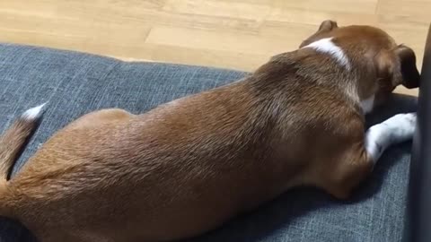 Dog Runs On Treadmill As Another Dog Sleeps On the Couch